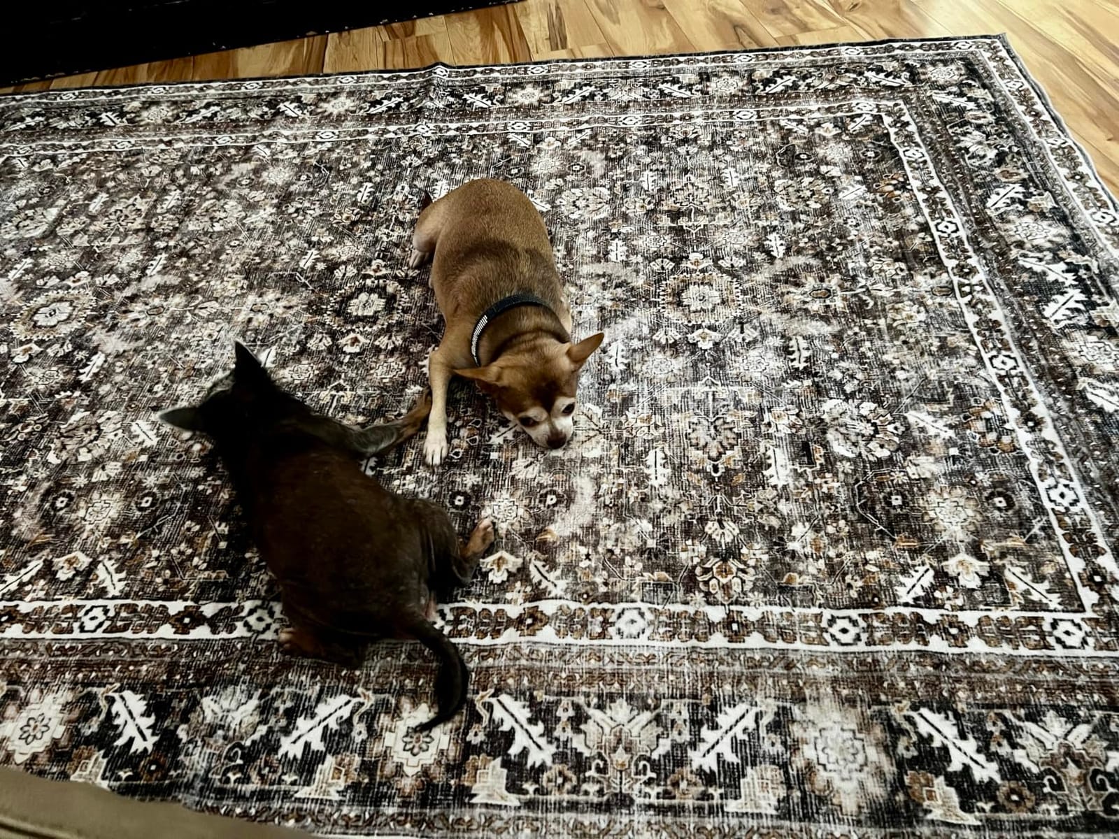 OPPODREAM Vintage Blue Area Rugs 5x7, Washable Rug for Living Room customer photo 1