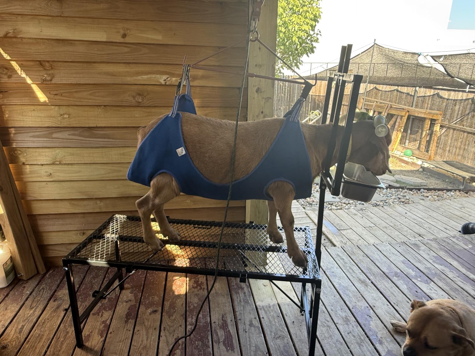 600LBS Milking Stand Goat Sheep Rack Feeder Metal Livestock Milk St | for Adjustable with, Fit for Stainless, Steel (Black) customer photo 1