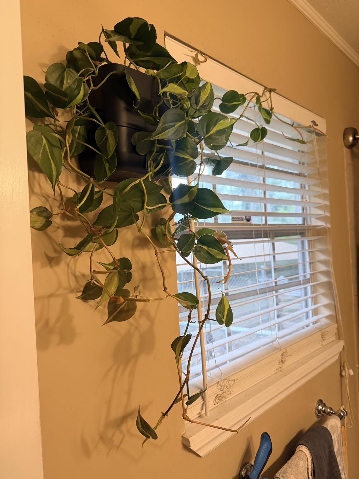 Phoenix Vine 6.5 Inch Wall Mounted Self-Watering Planter Pot for Indoor Houseplants and Herbs | Hanging Planter for Window Sills, Bathroom Walls, Home & Office Décor, Olive, Set of 3 customer photo 1