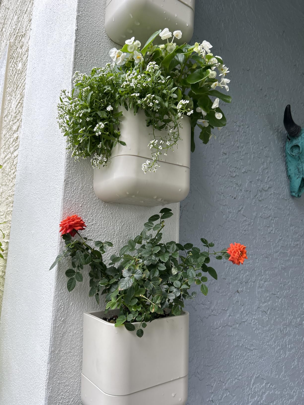 Phoenix Vine 6.5 Inch Wall Mounted Self-Watering Planter Pot for Indoor Houseplants and Herbs | Hanging Planter for Window Sills, Bathroom Walls, Home & Office Décor, Olive, Set of 3 customer photo 2