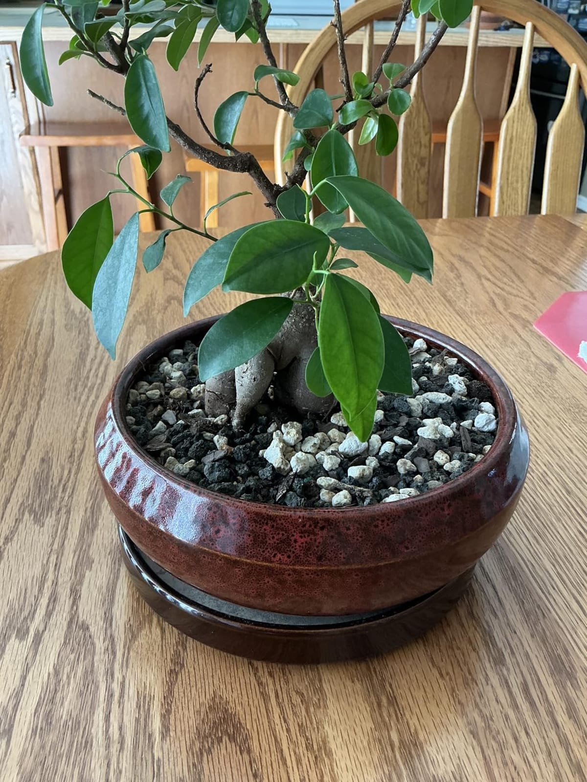Bonsai Pots 8 Inch - Ceramic Succulent Planter for Indoor Outdoor, Round Bonsai Planter with Drainage Hole and Saucer, Shallow Ceramic Planters Bowl, Patio Decor, Housewarming Gift, Blue customer photo 2