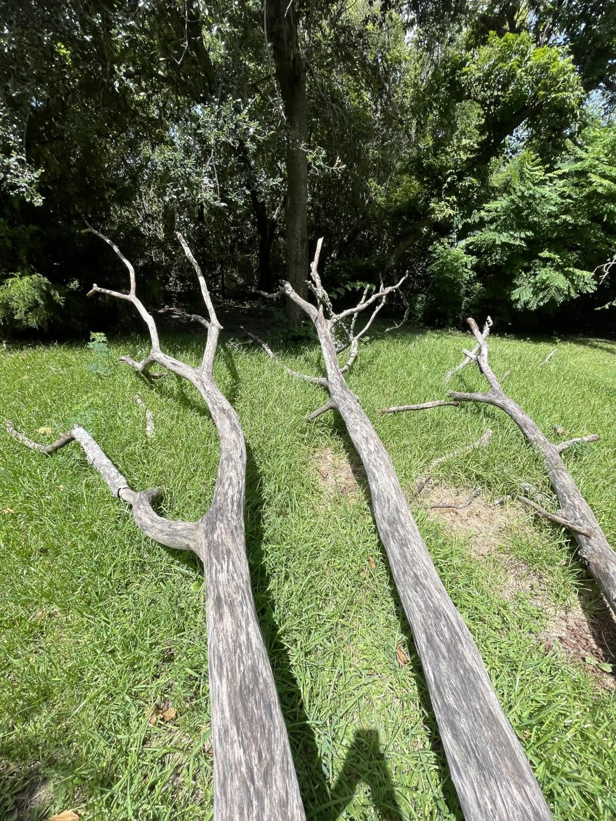 10 Inch Electric Pole Saws for Tree Trimming, 1000W Brushless Pole Saw and Mini Chainsaw 2 in 1, 2*4000mAh Battery, Lightweight Tree Saw with Extension Pole, 16Ft Max Reach Tree Trimmer Branch Cutter customer photo 1