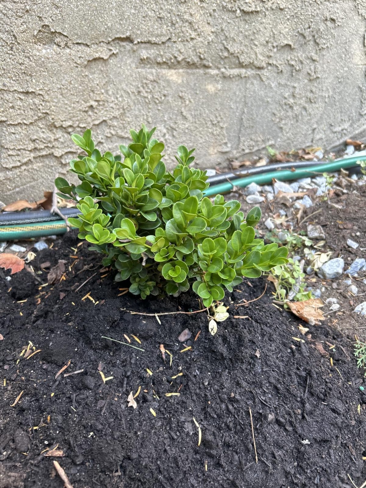 Proven Winners 1 Gal. Neatball Boxwood Shrub customer photo 2