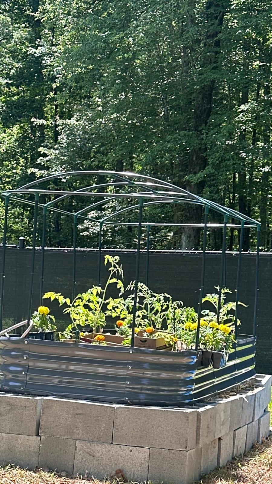 KING BIRD Raised Garden Bed with Cover 71x36x12 in customer photo 1