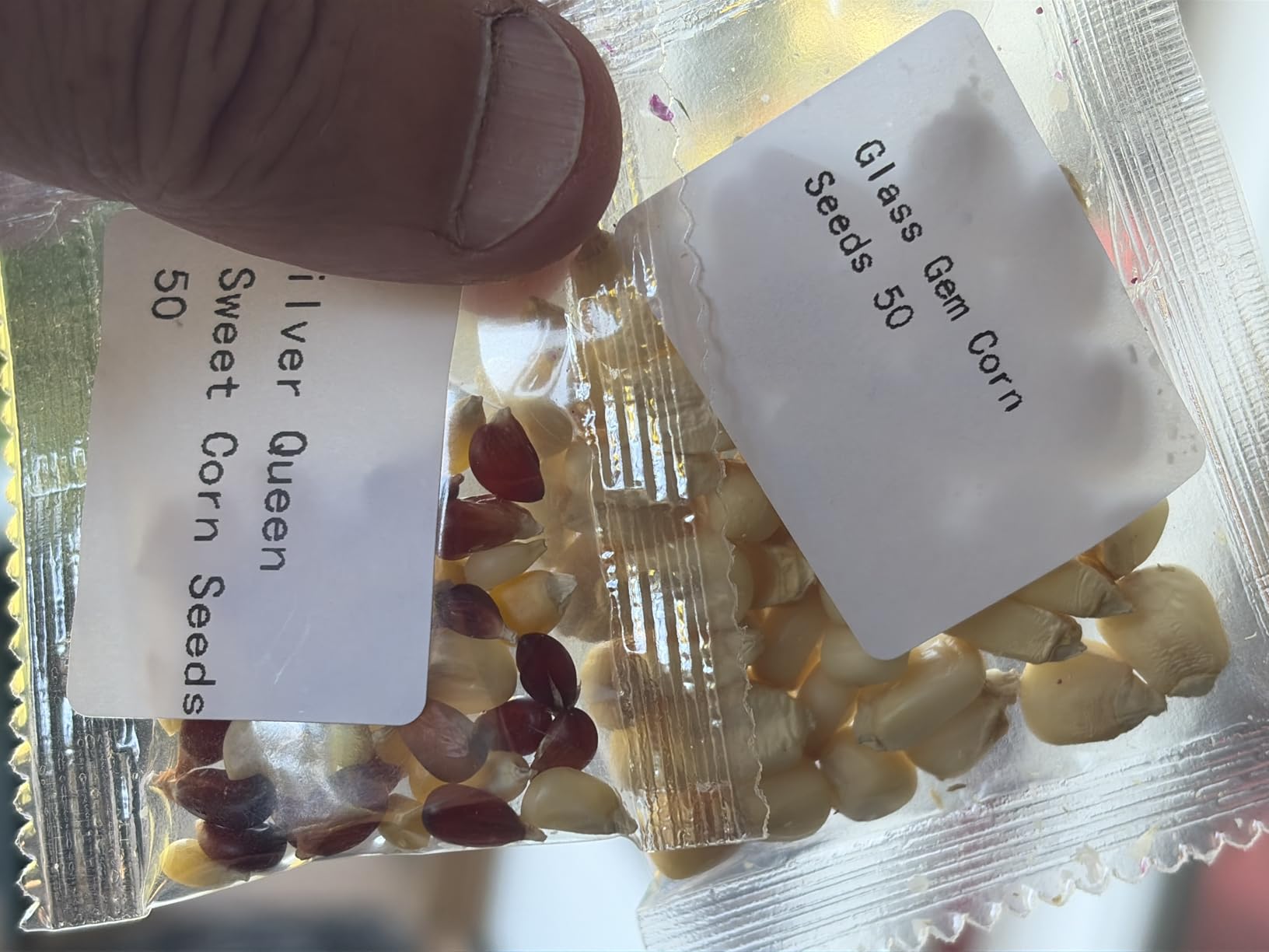 4 Corn Seeds Variety Pack - 200+ Heirloom Corn Seeds for Planting Outdoor, Includes Sweet Corn, Golden Bantam, Silver Queen & Glass Gem Corn, Perfect Home Garden Gift for Beginners customer photo 2