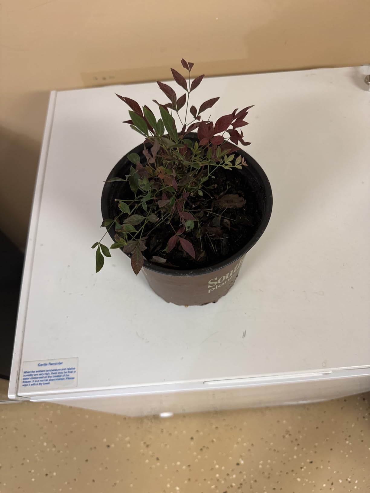 Perfect Plants Flirt Dwarf Nandina, 1 Gallon, Live Plant | A Southern Living variety, vibrant red new growth deepens through fall and winter, zones 6-10, compact, evergreen customer photo 1