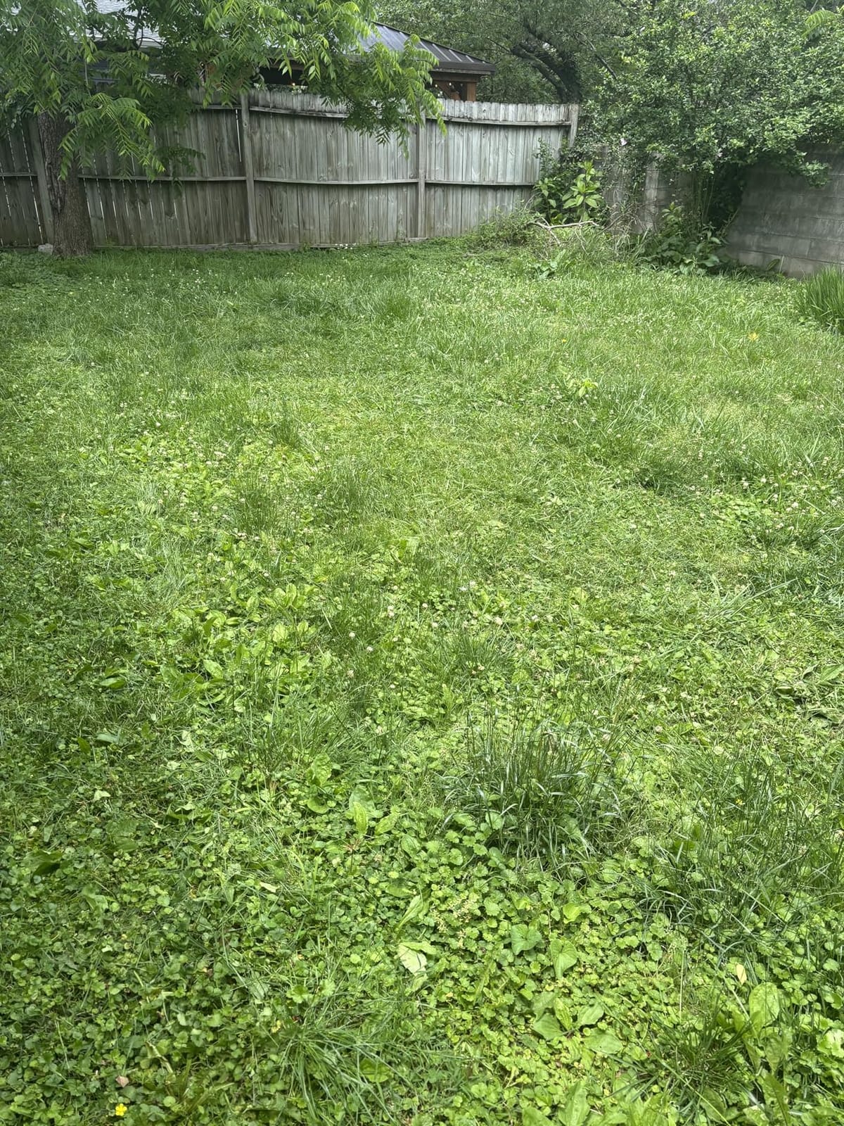 LawnMaster 20” 5-Blade Push Reel Lawn Mower – LMRM2001 customer photo 2