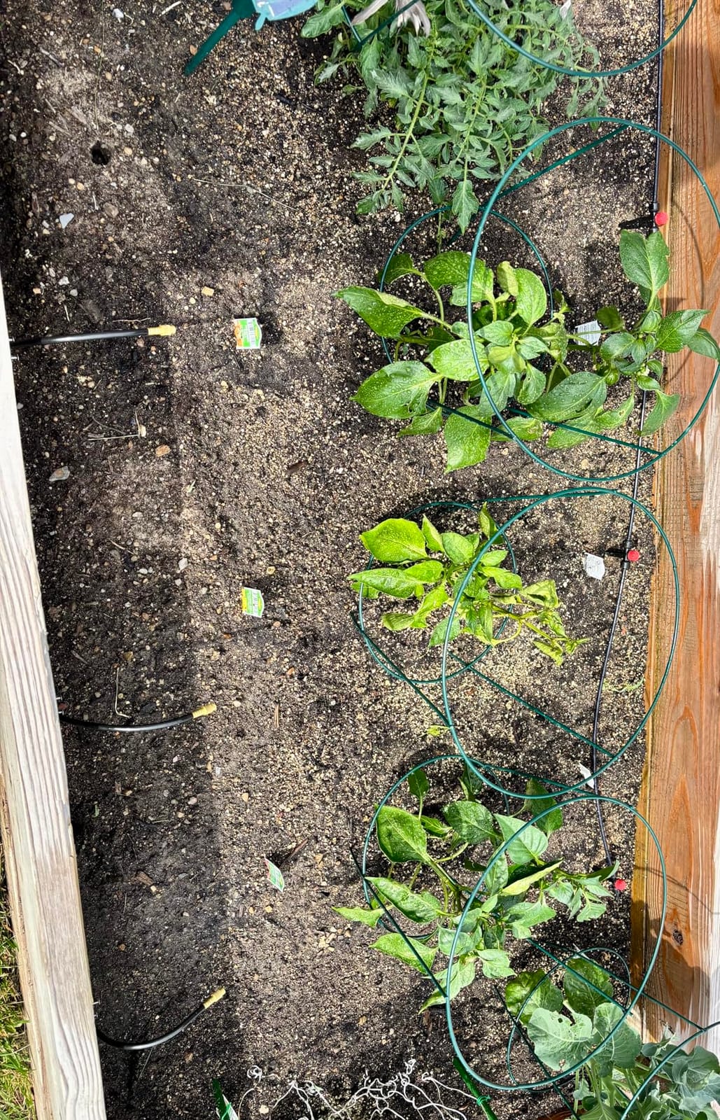 50FT Drip Irrigation System for Starter: Small Garden Quick Connect 1/4