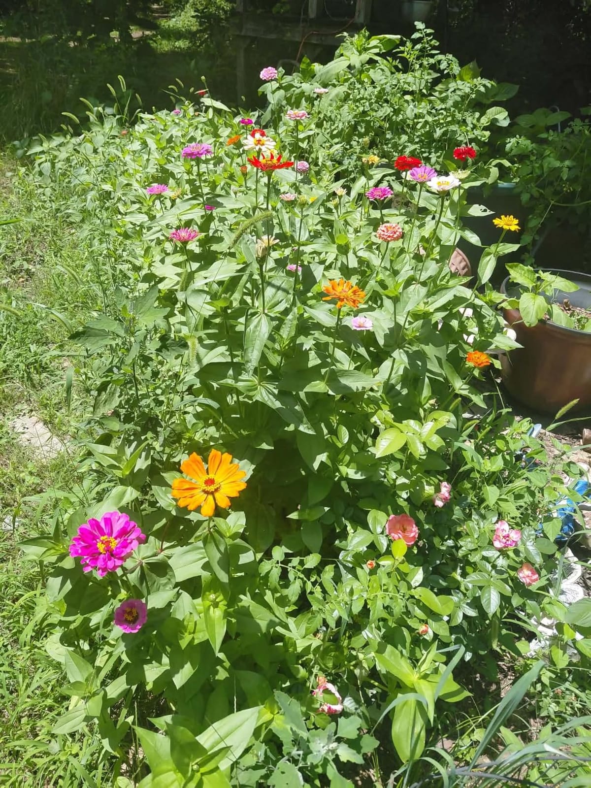 SVI 100 Mix Mini Belle Pepper Heirloom Vegetable Seeds, Capsicum annuum customer photo 1