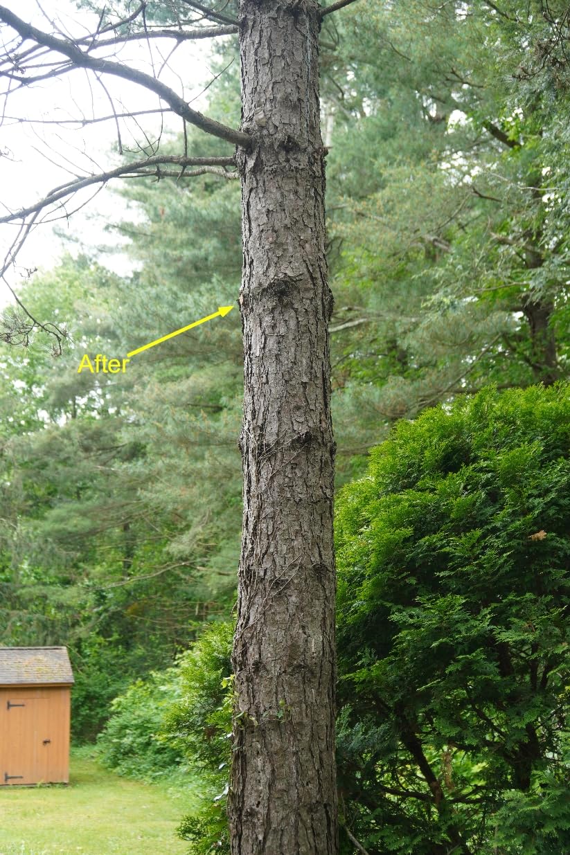 26FT Reach Pole Saws for Tree Trimming with 5-20FT Telescoping Extension Pole, Anti-slip Handle, Manual Pruning Pole Saw with 19