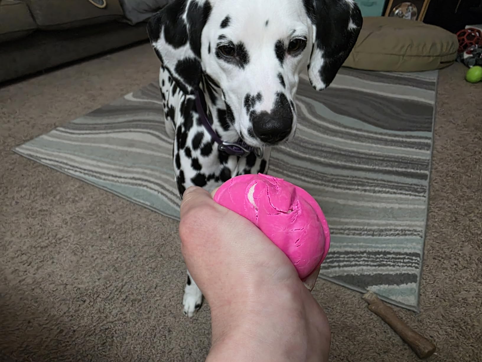 Hartz DuraPlay Ball customer photo 1