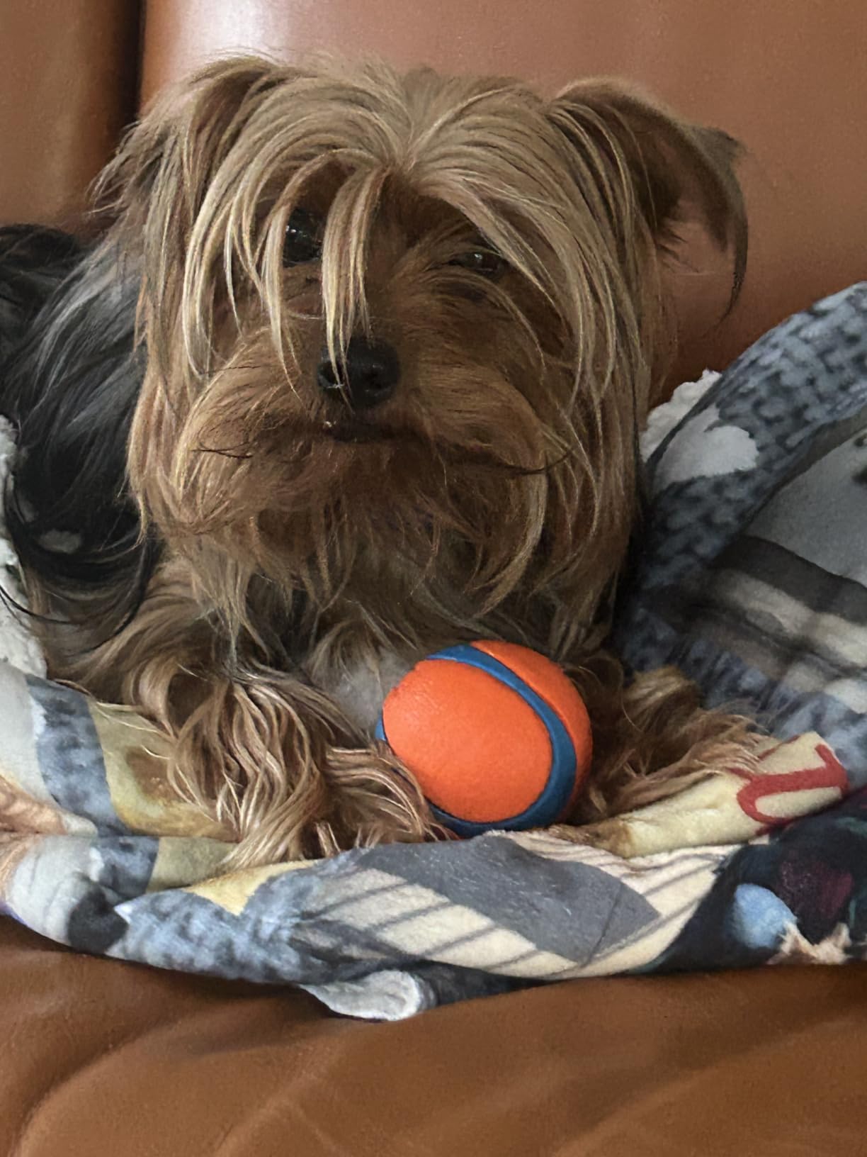 Chuckit! Ultra Ball customer photo 2