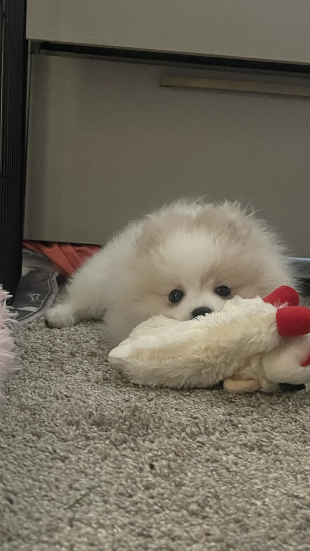 Multipet Lamb Chop Plush customer photo 2