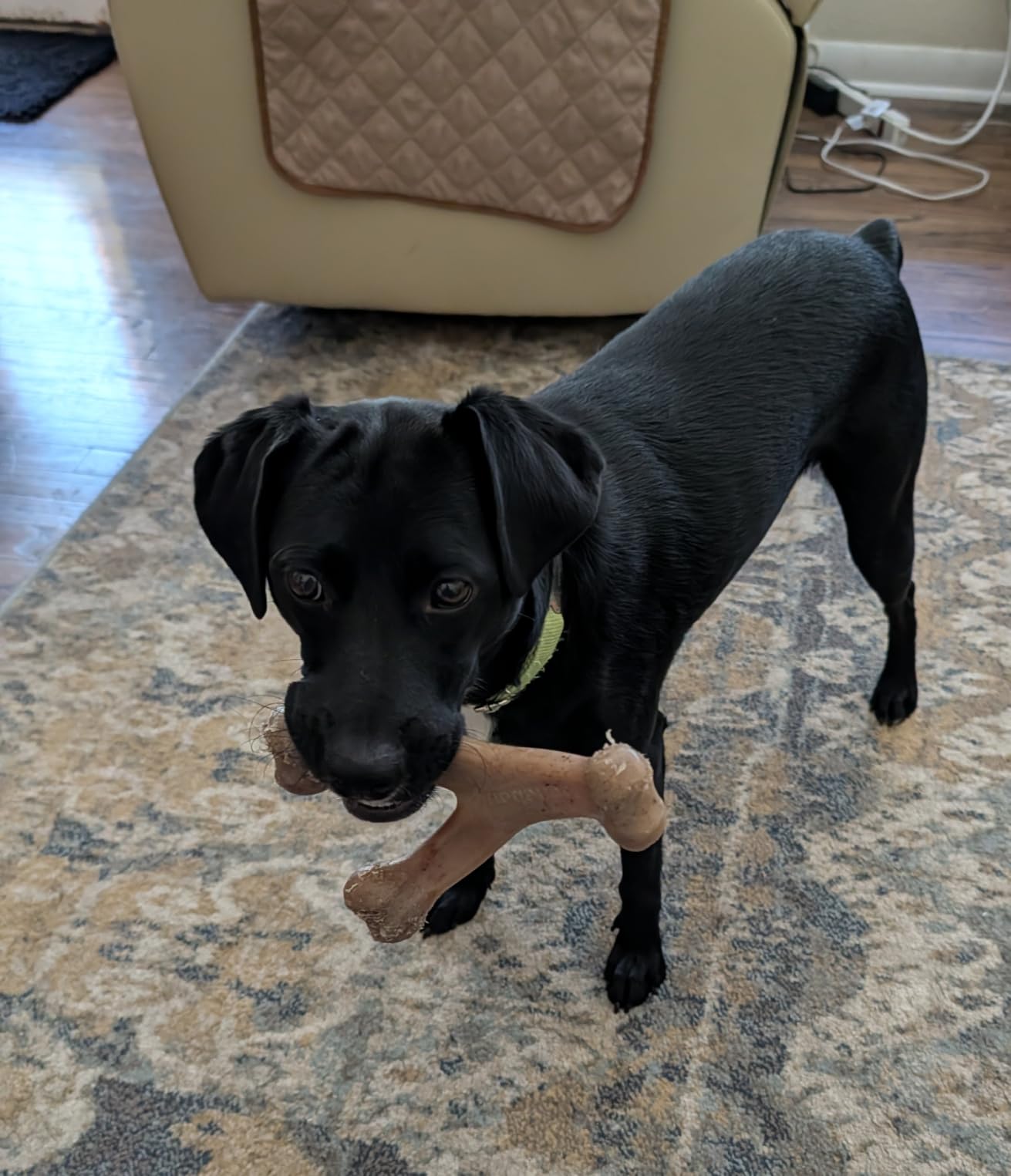 Benebone Wishbone Chew customer photo 1