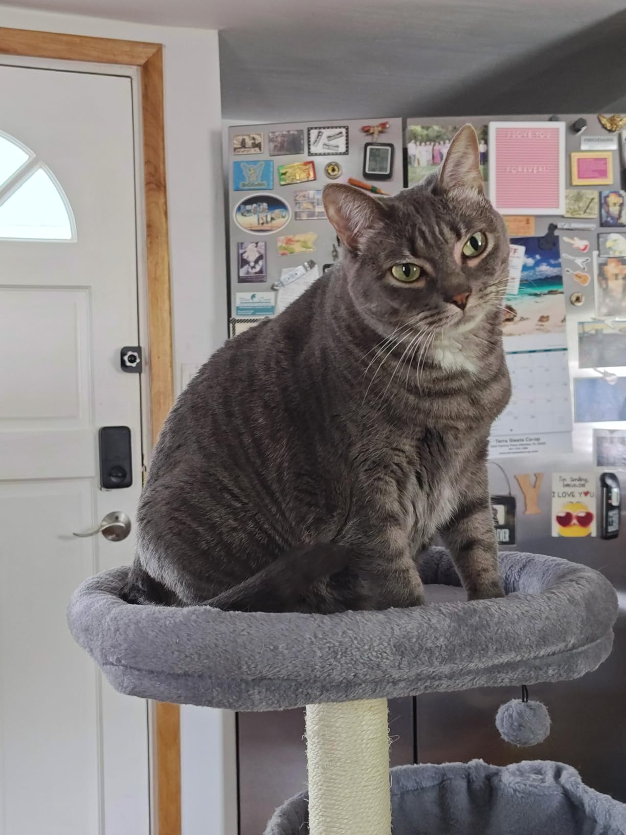 YUNIQUE Cat Tree customer photo 1